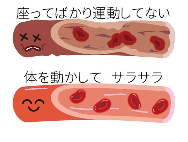 血管（血流の違い）